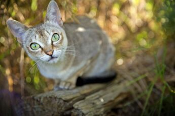 Сингапурская кошка