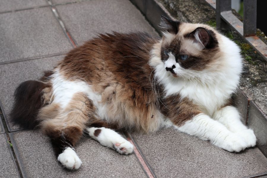 Гималайская кошка: описание породы