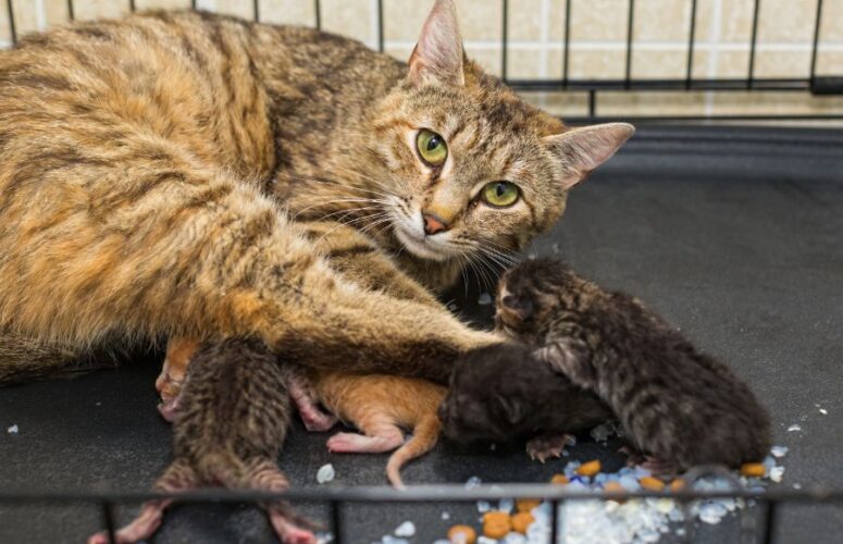 Как какает новорожденный котенок