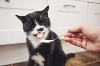 Можно ли кошкам йогурт