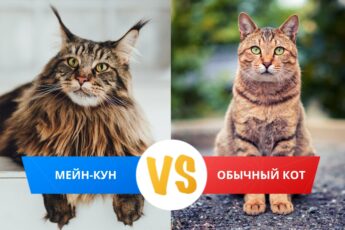 Как отличить мейн-куна от обычной кошки