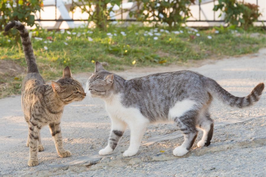 Когда коты начинают хотеть кошку