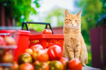 Можно ли давать кошкам помидоры