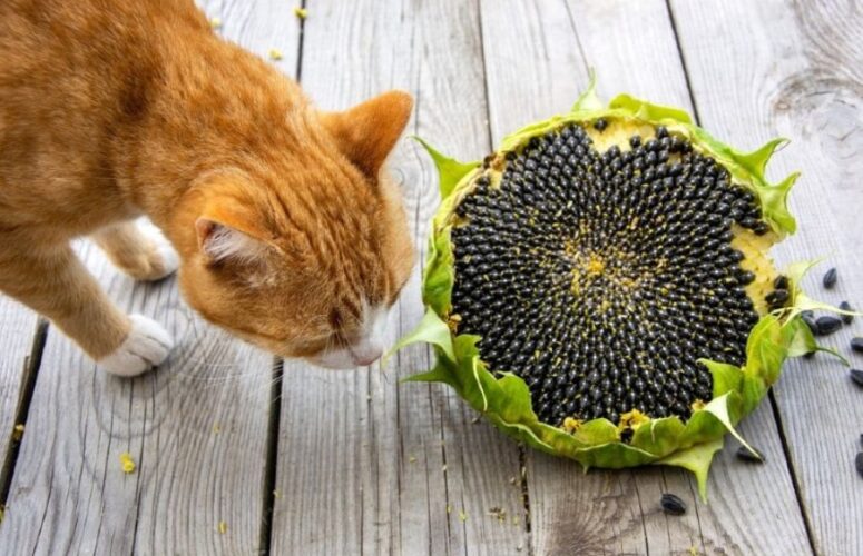 Можно ли кошкам семечки подсолнечника