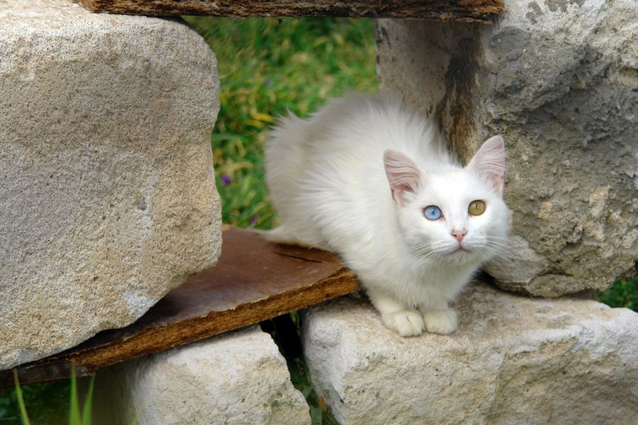 Турецкая кошка ван 