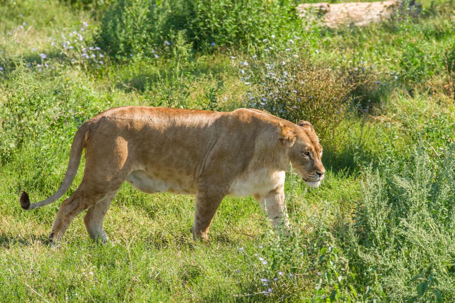 Самая большая хищная кошка в мире лигер