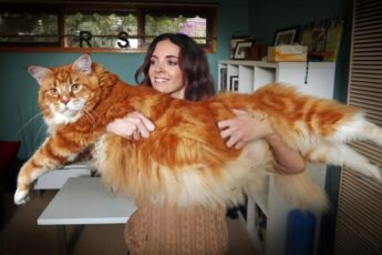Самая большая домашняя кошка в мире