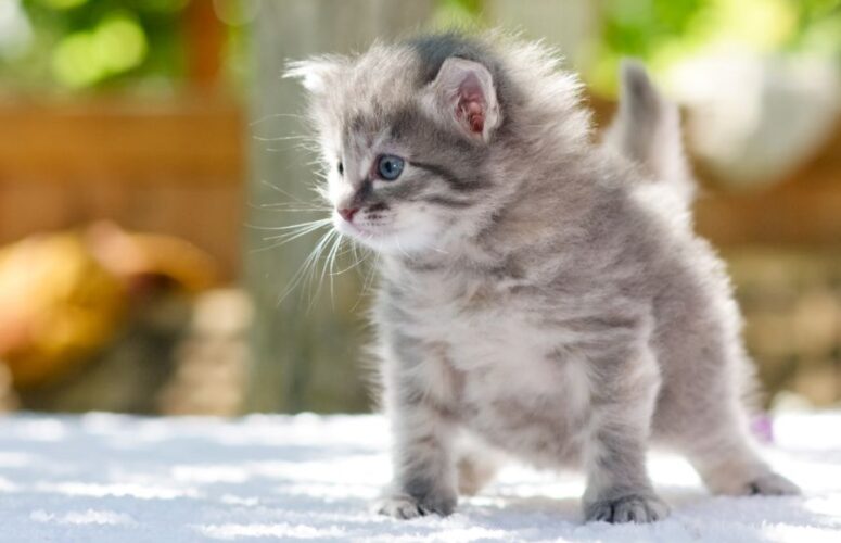 Когда котята начинают ходить