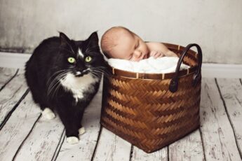 Как коты относятся к новорожденным детям